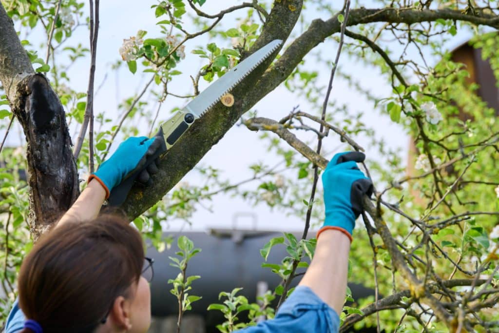 Ne taillez surtout pas ces arbres en septembre Voici comment éviter