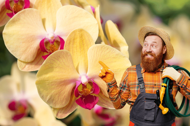 Comment Bouturer Une Orchid E Pour Des R Sultats Garantis Tout