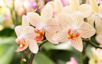 Comment Faire Pour Entretenir Une Orchidee Tous Nos Conseils
