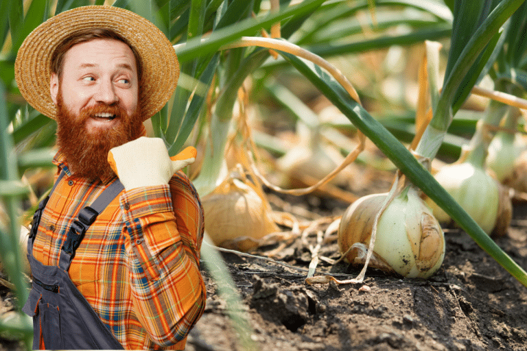 Cultiver Des Oignons Blancs Dans Son Potager L Astuce Infaillible