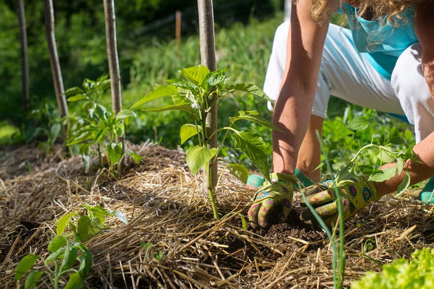 créer un jardin durable et écoresponsable