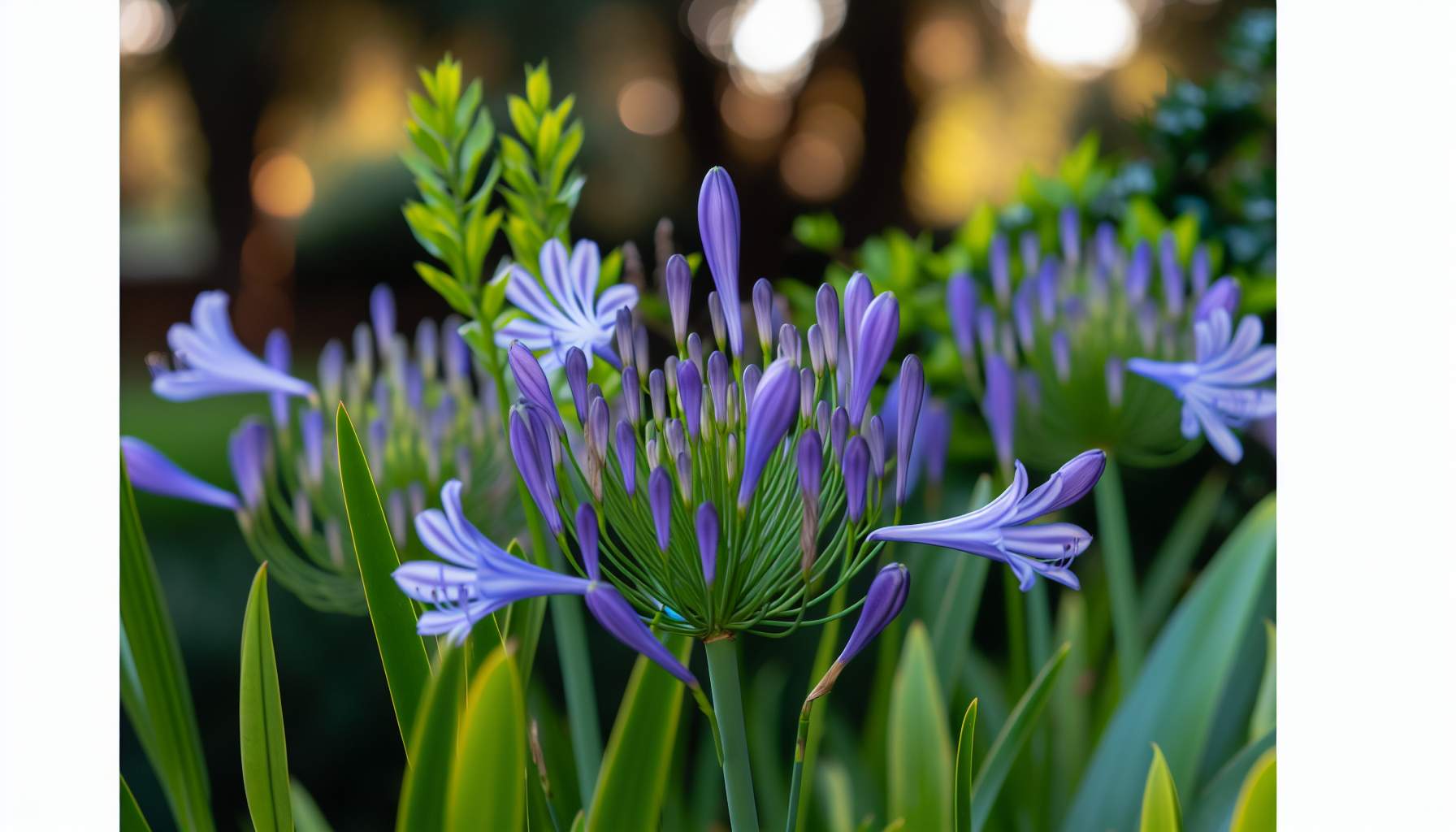 Agapanthes jardin : secrets de floraison et entretien