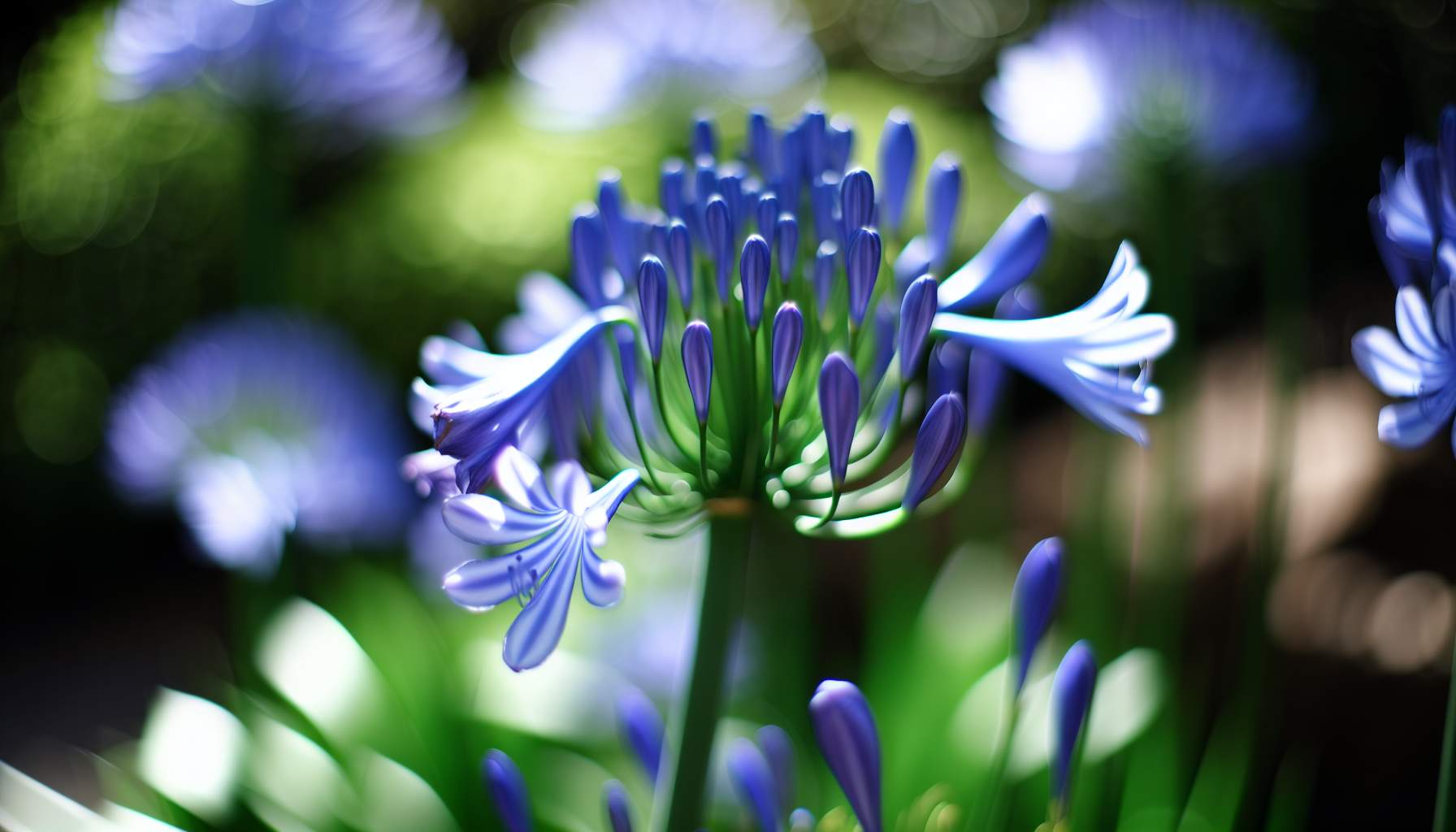 agapanthes-jardin-secrets-de-floraison-et-entretien