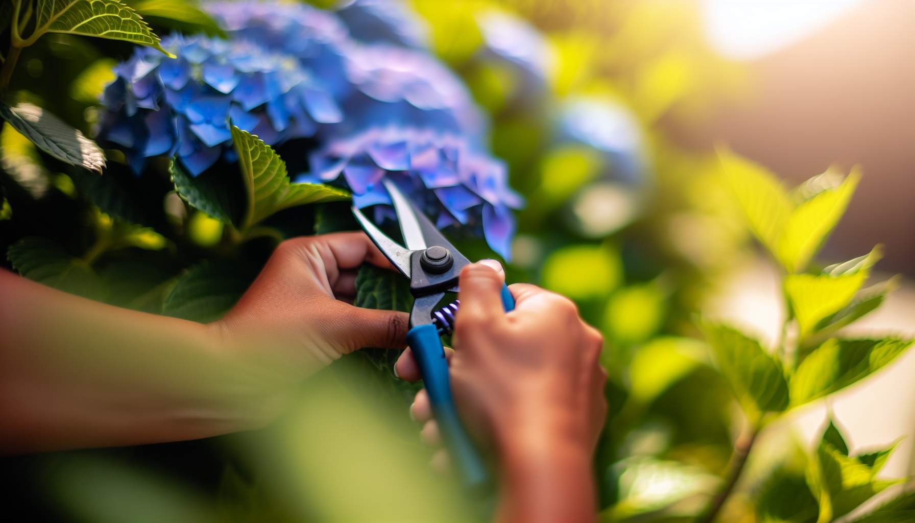 Comment tailler vos hortensias pour des fleurs plus belles?