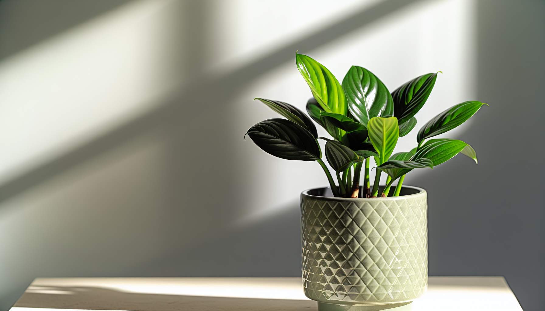 entretien-zamioculcas-decouvrez-le-secret-du-succes