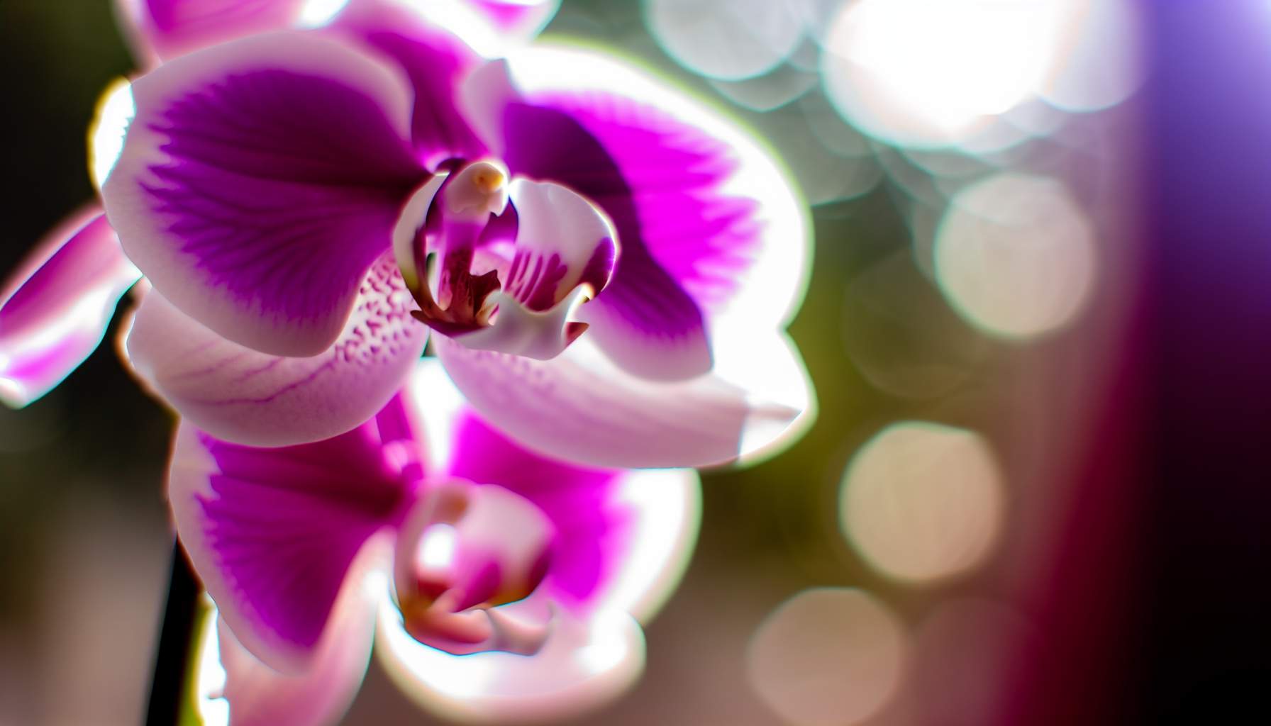 orchidee-floraison-guide