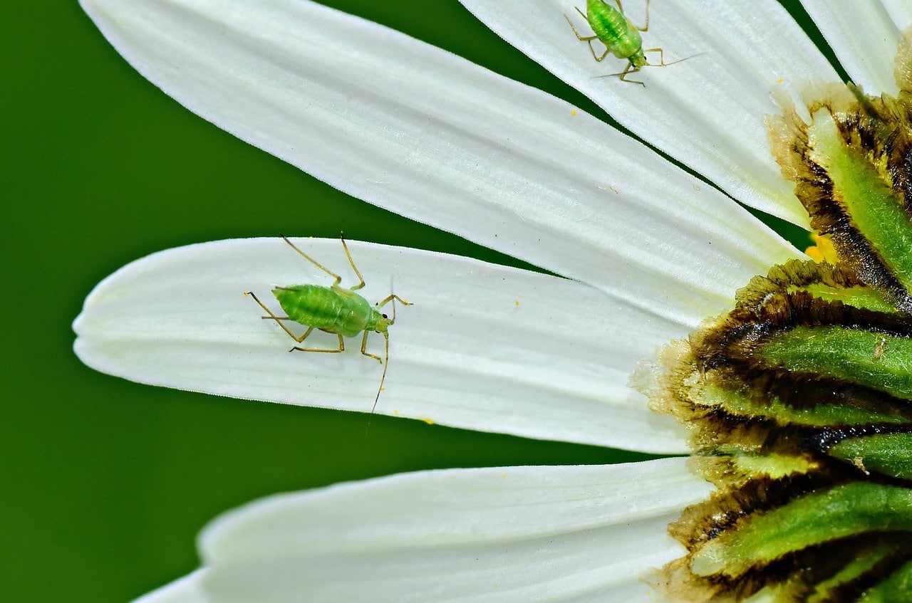 pucerons jardin, traitement naturel pucerons, savon noir anti-pucerons, purin d'ortie, infusion ail pucerons, purin menthe répulsif, huile d'olive pucerons, insecticide naturel jardin, lutte biologique pucerons, éliminer pucerons naturellement